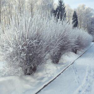 How to Protect Your Landscape from Road Salt