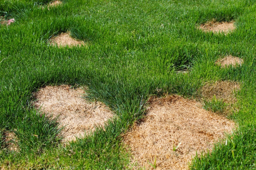 4 Types of Lawn Damage (And How to Fix Them)