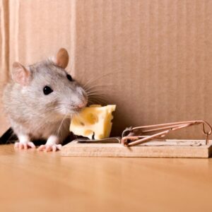How to Get Rid of Rodents