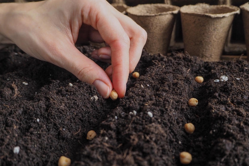 Gardening 101: Seed Your Vegetable or Flower Garden