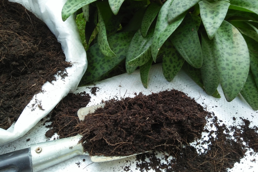 Organic Gardening: Beginners’ Guide